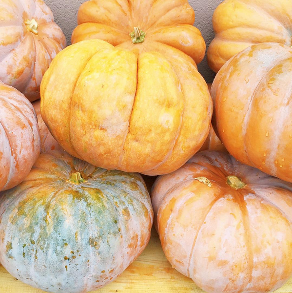 Fall Pumpkins